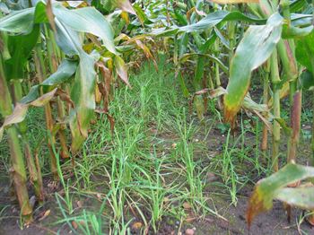 Hundegræs Lidacta t. C 10kg